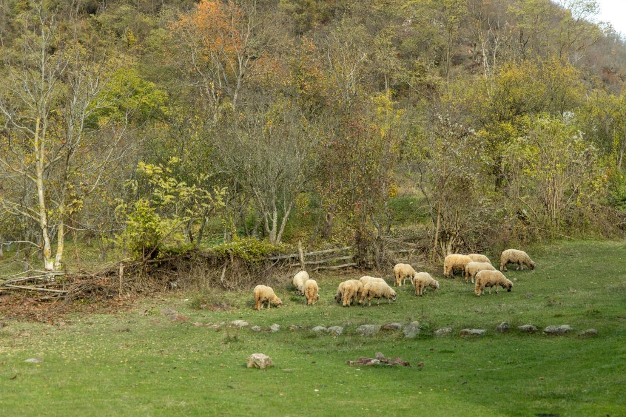 Kuca Stojanovica Topli Do Pirot Esterno foto
